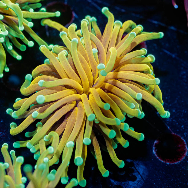 Inferno Torch Euphyllia