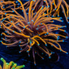 NY Knicks torch Euphyllia - riptide aquaculture llc