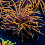 NY Knicks torch Euphyllia - riptide aquaculture llc