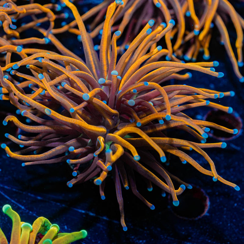 NY Knicks torch Euphyllia