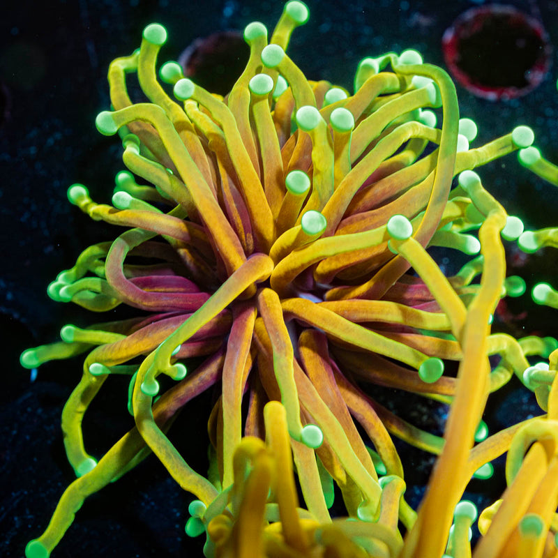 Inferno Torch Euphyllia