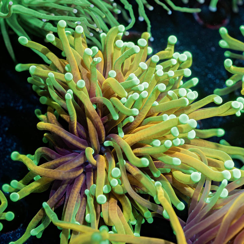 Inferno Torch Euphyllia