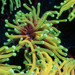 Inferno Torch Euphyllia - riptide aquaculture llc