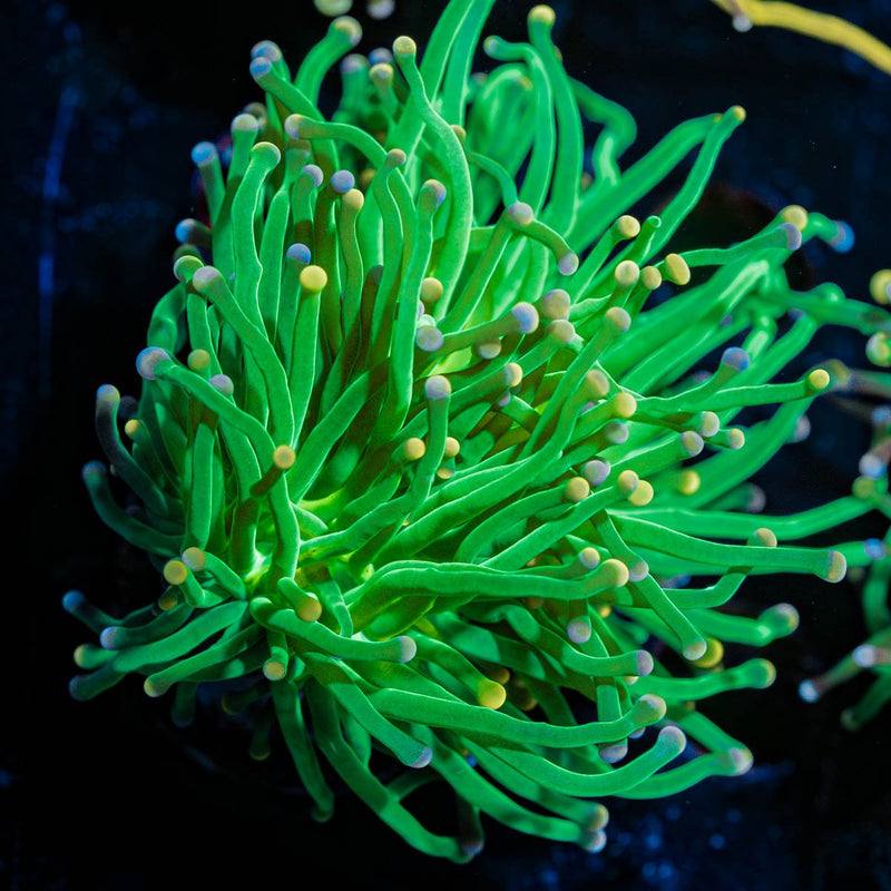 Cotton Candy Torch Euphyllia