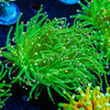 Cotton Candy Torch Euphyllia - riptide aquaculture llc