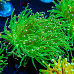 Cotton Candy Torch Euphyllia - riptide aquaculture llc