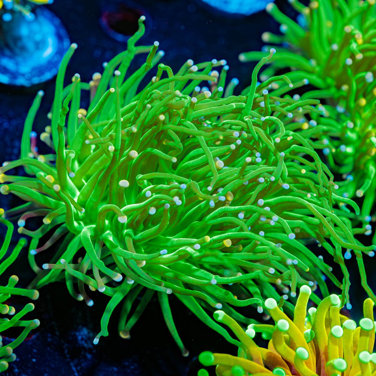 Cotton Candy Torch Euphyllia - riptide aquaculture llc