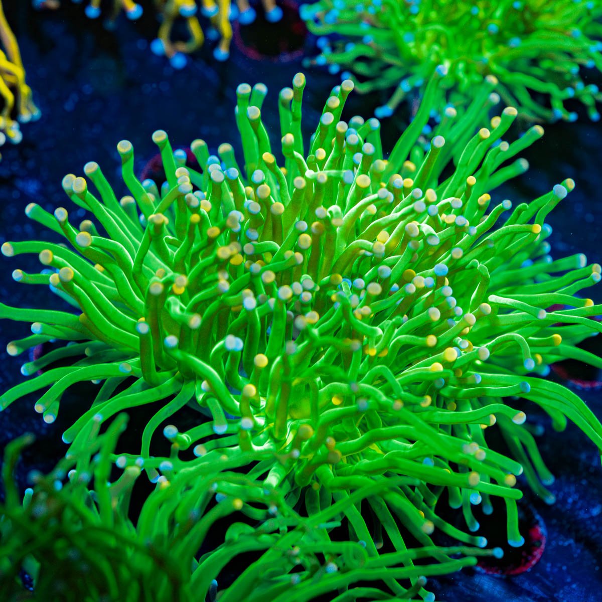 Cotton Candy Torch Euphyllia - riptide aquaculture llc