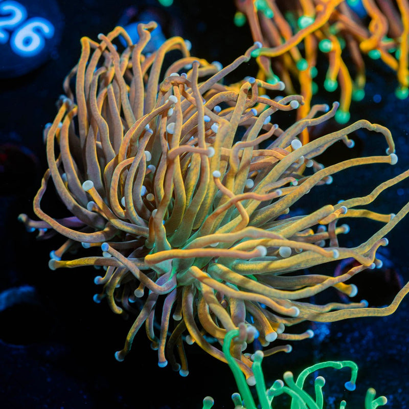 Dragon Tamler Torch Euphyllia