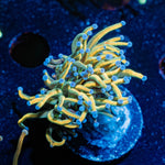 Dragon Tamler Torch Euphyllia - riptide aquaculture llc