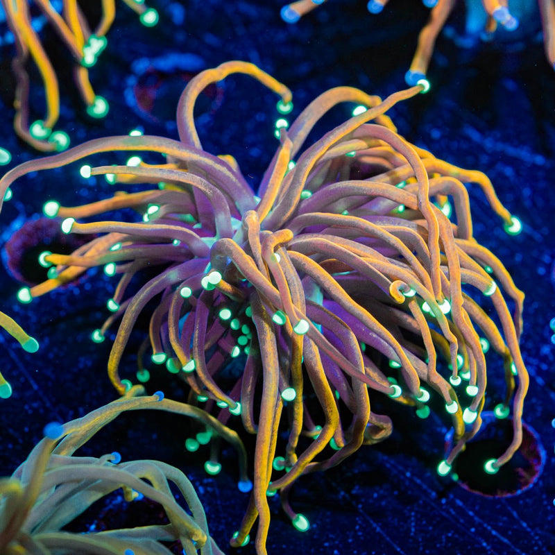 Blow Torch Euphyllia