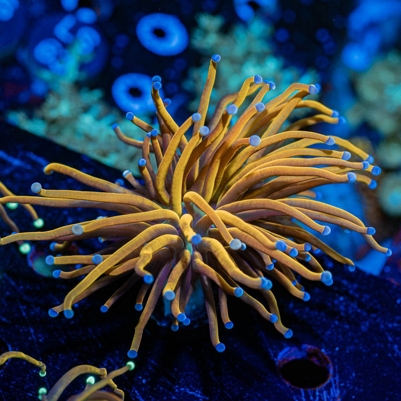 NY Knicks torch Euphyllia