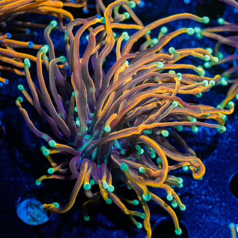 Blow Torch Euphyllia