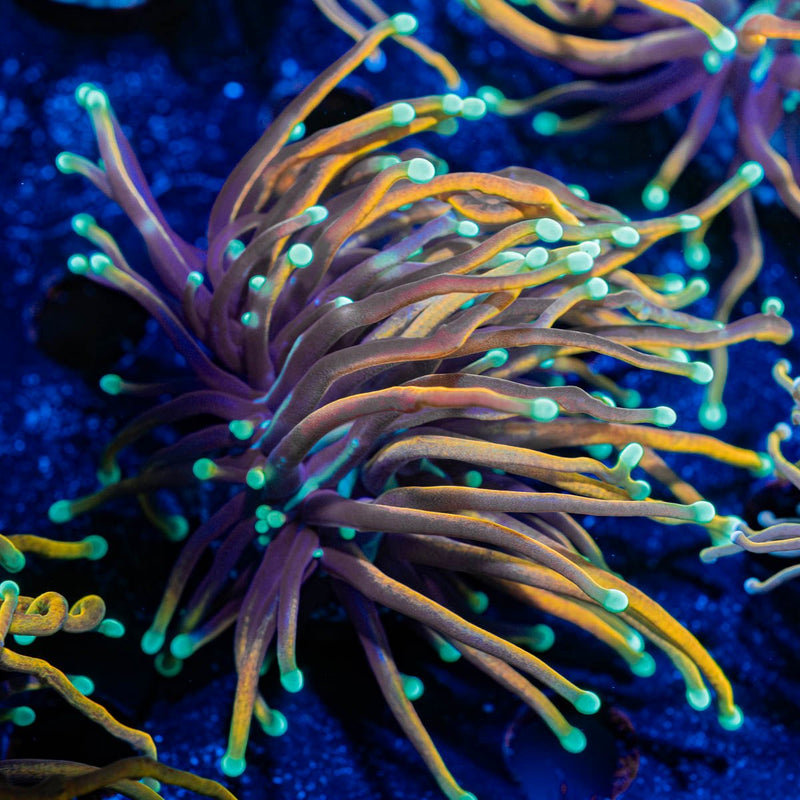 Blow Torch Euphyllia