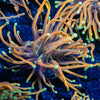 Blow Torch Euphyllia - riptide aquaculture llc