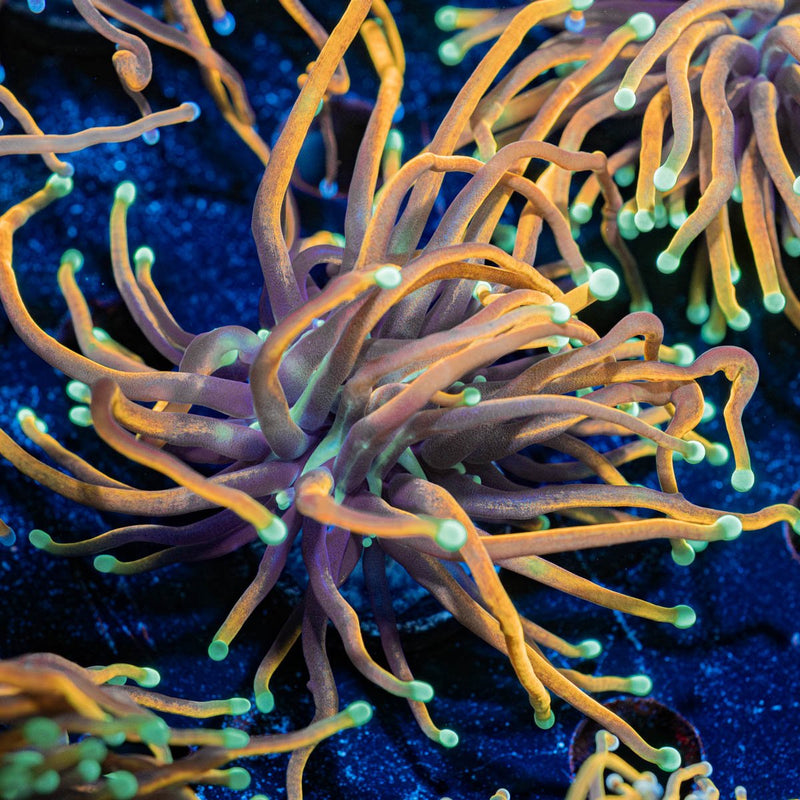 Blow Torch Euphyllia
