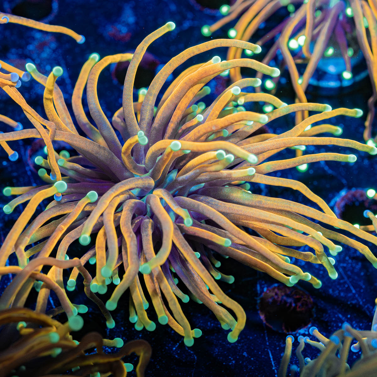 Blow Torch Euphyllia 