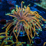 Blow Torch Euphyllia - riptide aquaculture llc