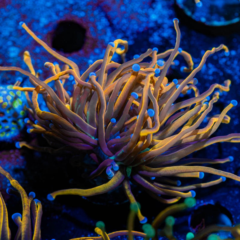 NY Knicks torch Euphyllia