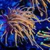 NY Knicks torch Euphyllia - riptide aquaculture llc