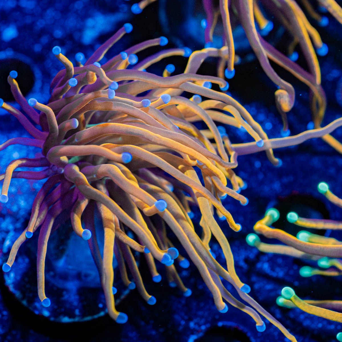 NY Knicks torch Euphyllia - riptide aquaculture llc