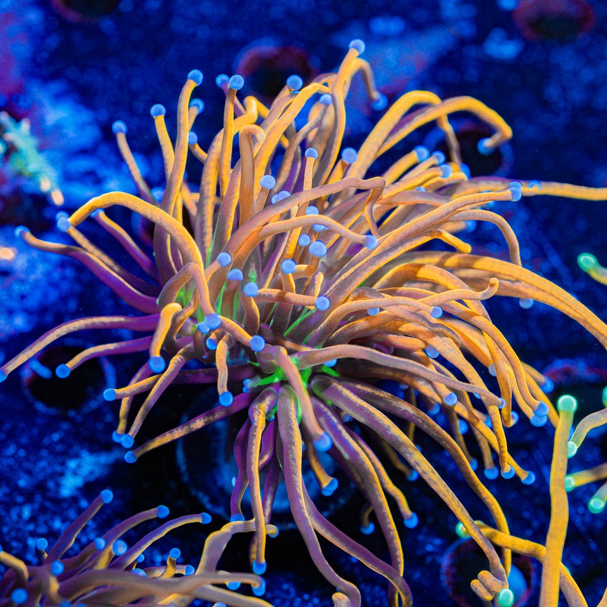 NY Knicks torch Euphyllia - riptide aquaculture llc