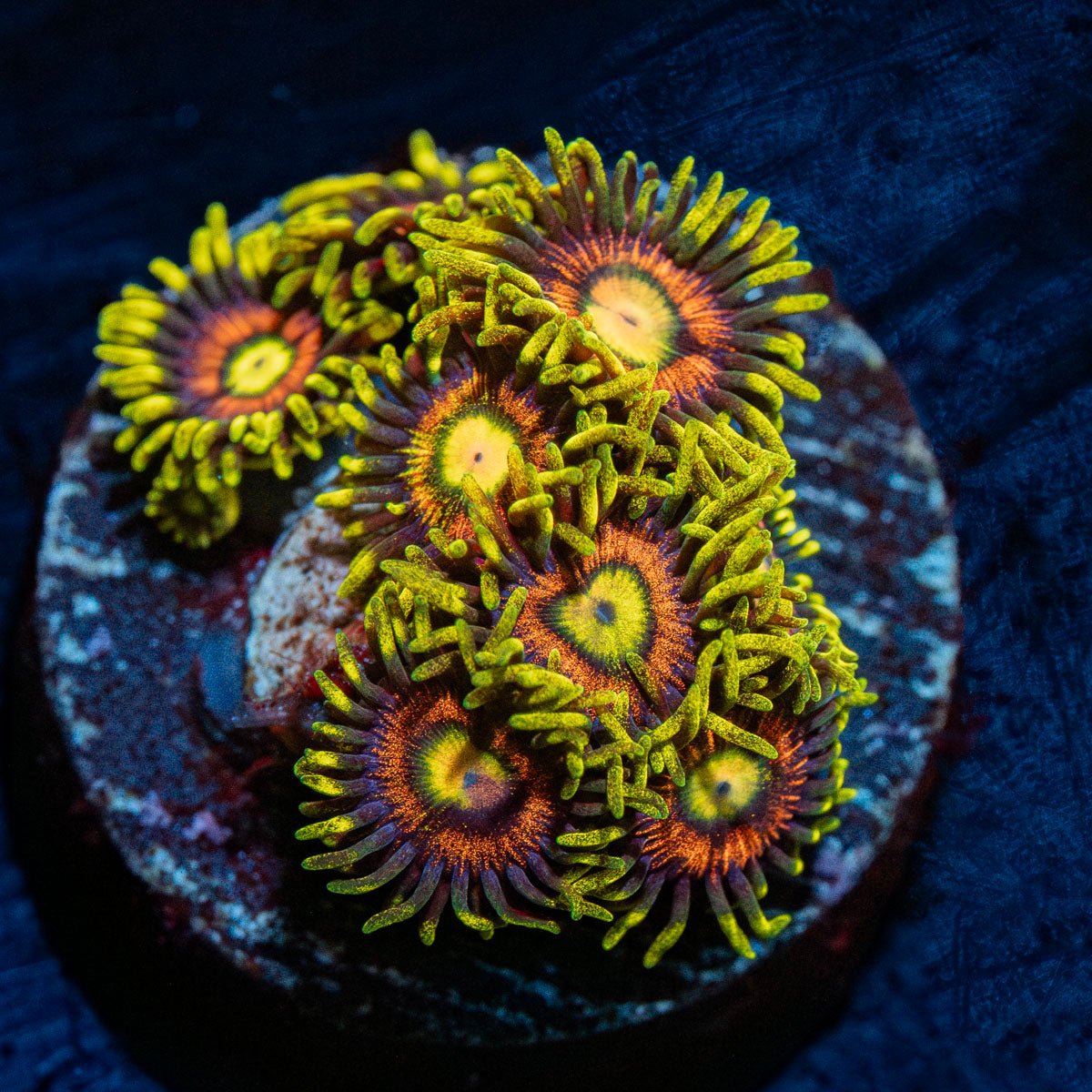 Kamikaze Zoanthid with intricate patterning matting in a reef aquarium