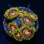 Kamikaze Zoanthid with intricate patterning on a mat-forming colony in a reef aquarium