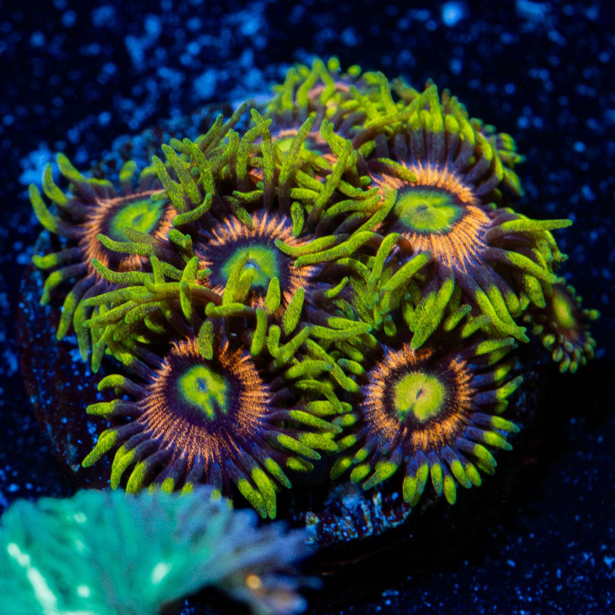 Kamikaze Zoanthid Coral colony growth in reef aquarium