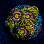 Kamikaze Zoanthid Coral colony growth in reef aquarium