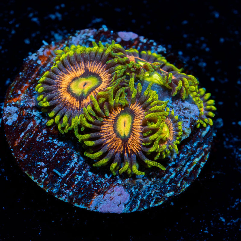 Kamikaze Zoanthid Coral with colony growth in reef aquarium
