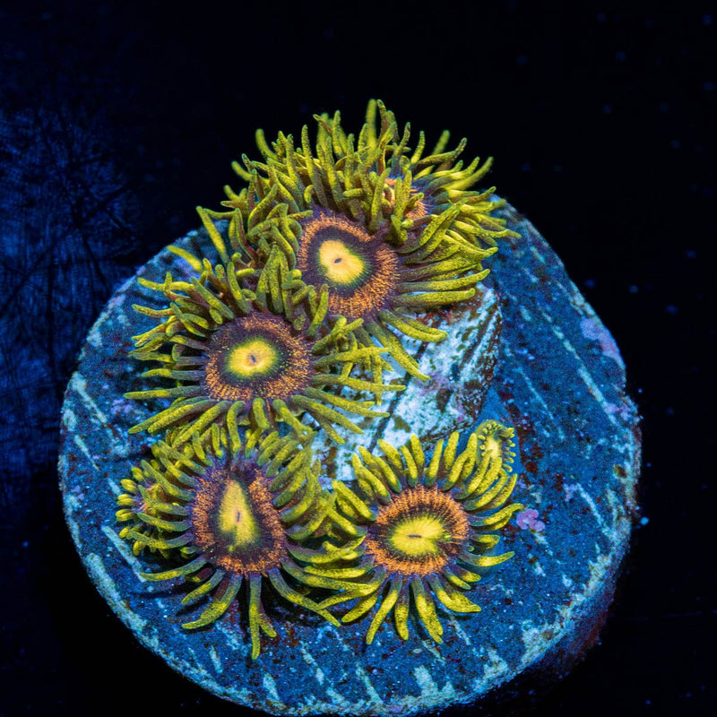 Kamikaze Zoanthid Coral colony growth in reef aquarium