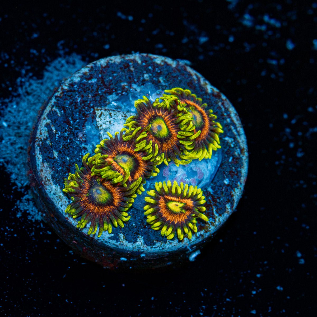 Kamikaze Zoanthid Coral colony growth in reef aquarium