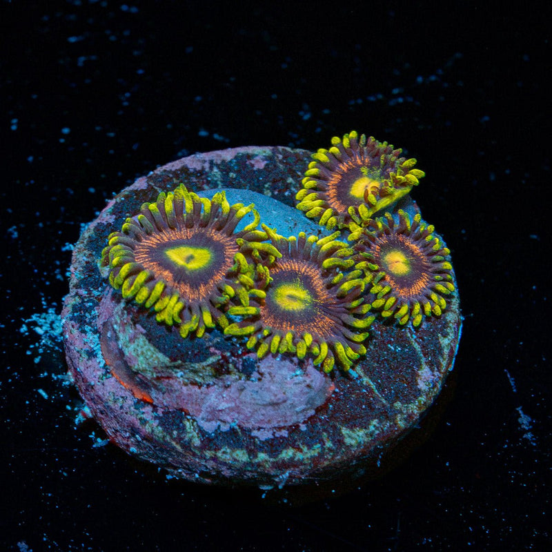 Kamikaze Zoanthid Coral colony growth in reef aquarium