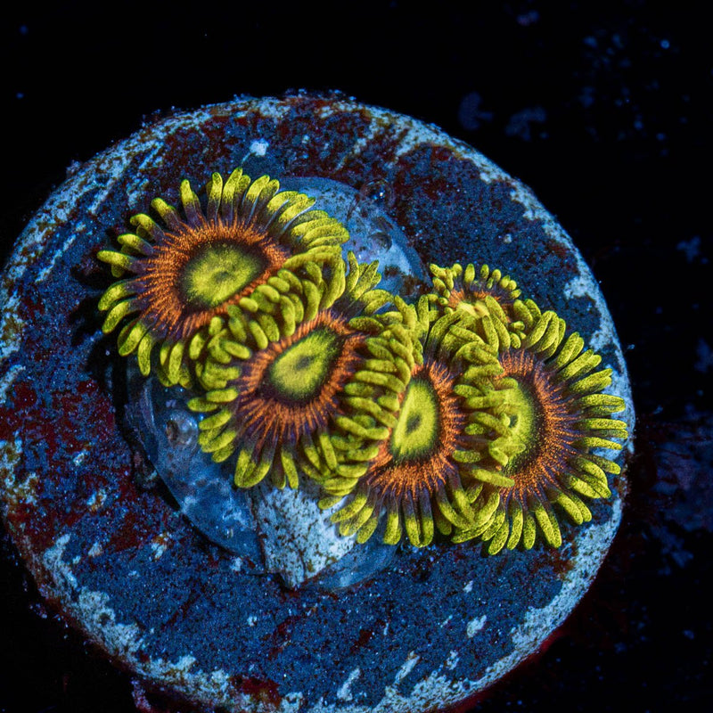 Kamikaze Zoanthid Coral