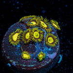 King Midas Zoanthid colony growth in reef aquarium
