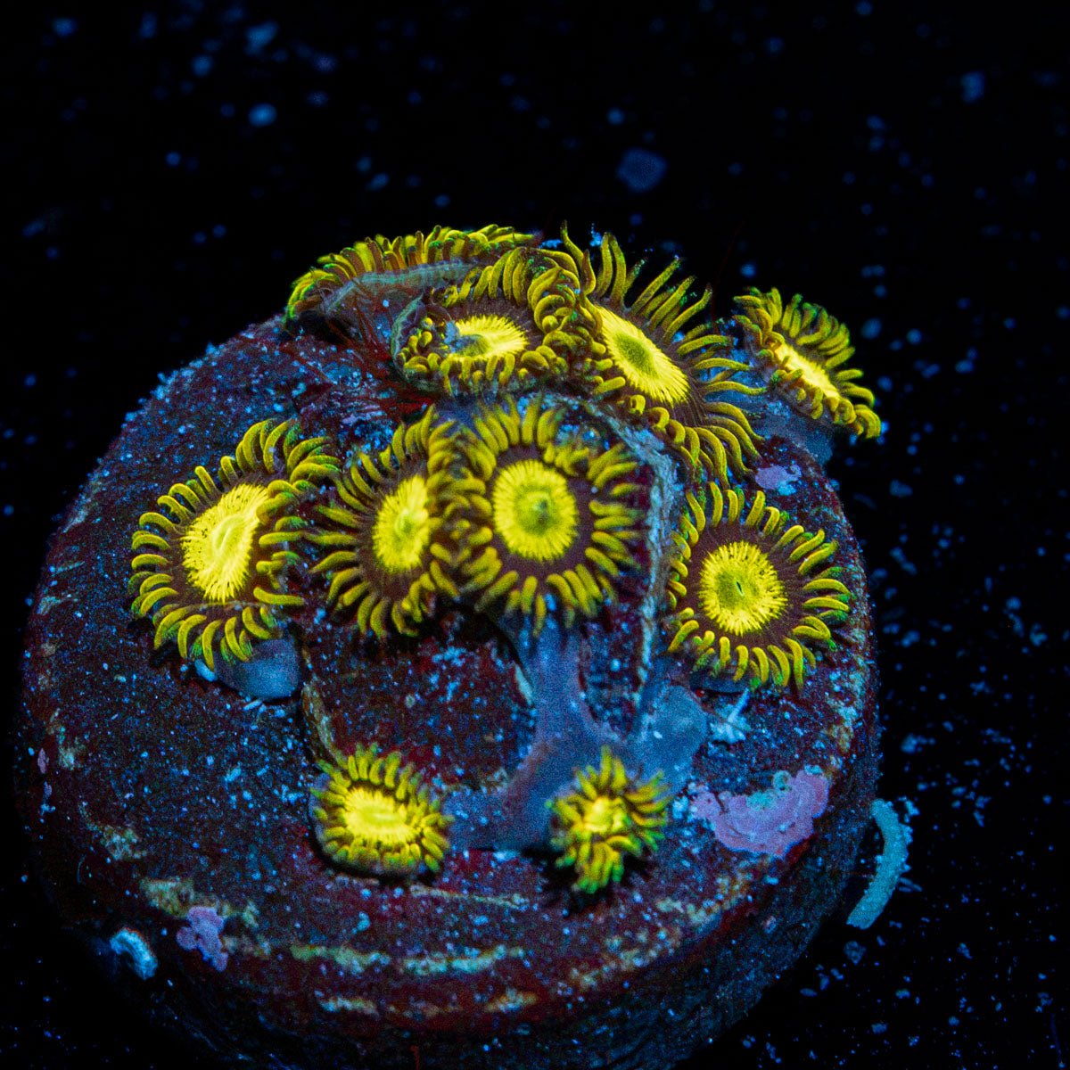 King Midas Zoanthid colony growth in reef aquarium