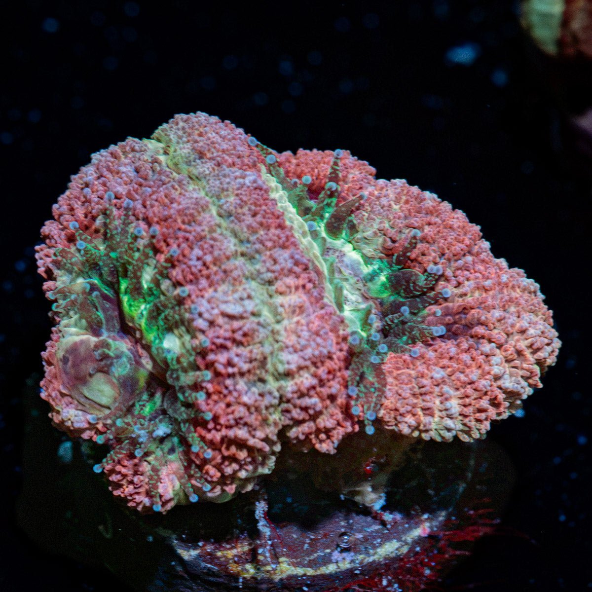 Kirby Hammer Acan Coral