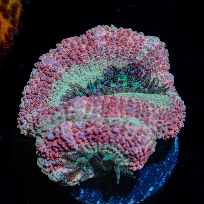 Kirby's Hammer Asian Acan Coral with fleshy polyps in reef aquarium