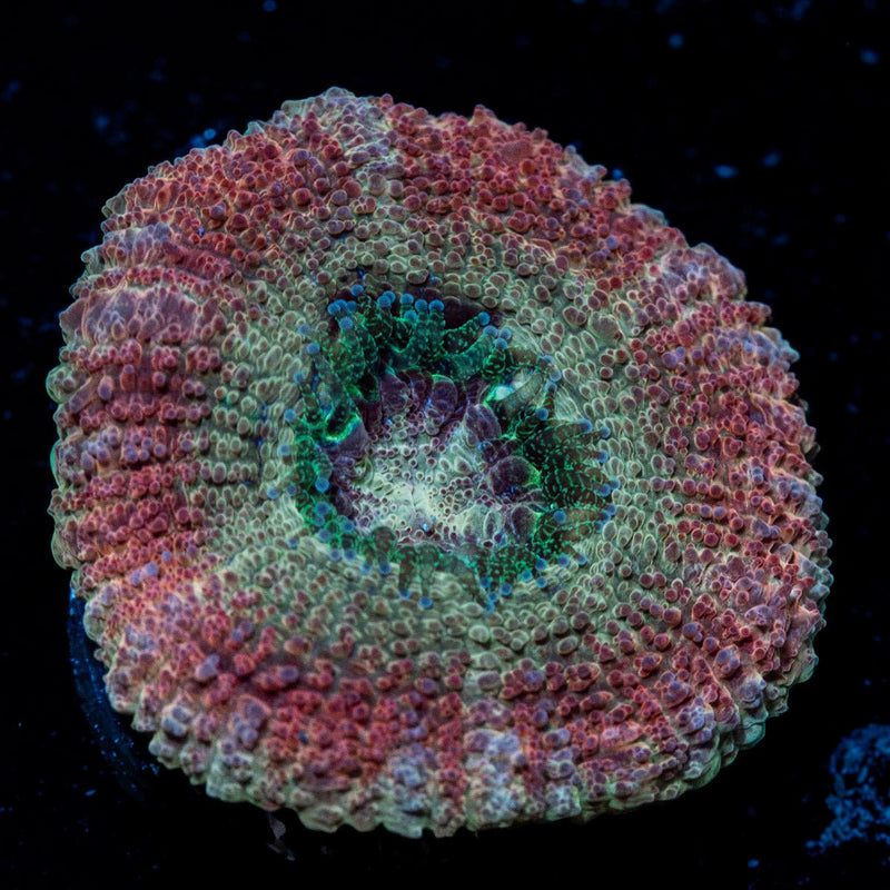 Kirby's Hammer Asian Acan Coral with branching fleshy heads in reef aquarium