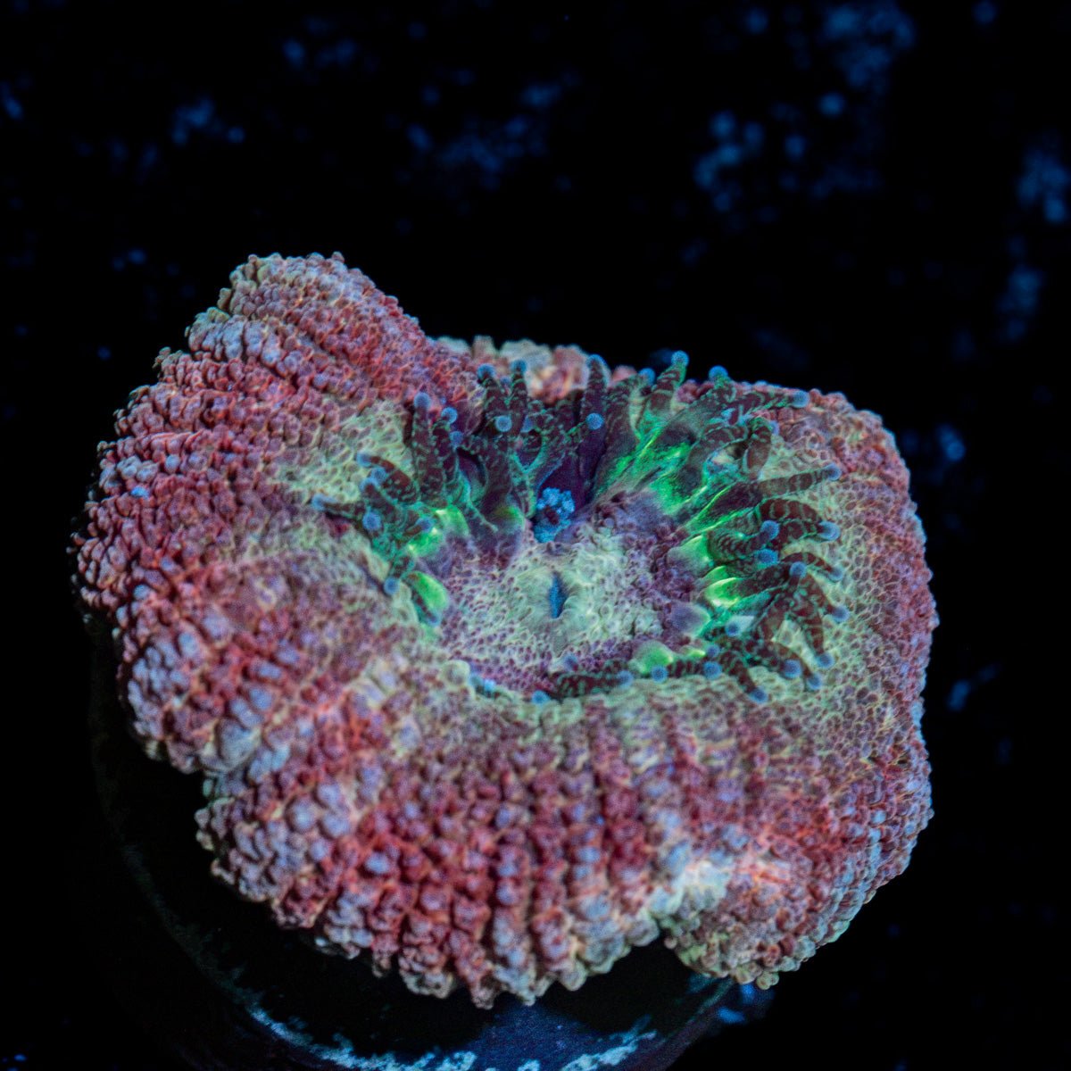 Kirby's Hammer Asian Acan Coral with fleshy polyps in reef aquarium