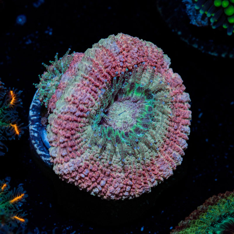 Kirby's Hammer Asian Acan Coral