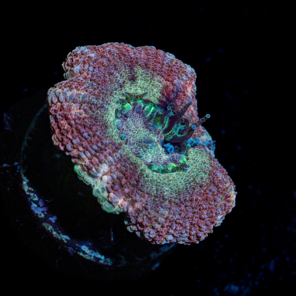 Kirby's Hammer Asian Acan Coral with fleshy polyps in reef aquarium