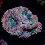 Kirby's Hammer Euphyllia Asian Acan Coral with branching fleshy heads in reef aquarium