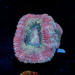 Kirby's Hammer Euphyllia Asian Acan Coral with branching fleshy heads in reef aquarium