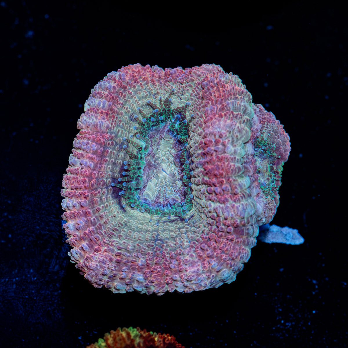 Kirby's Hammer Euphyllia Asian Acan Coral with branching fleshy heads in reef aquarium