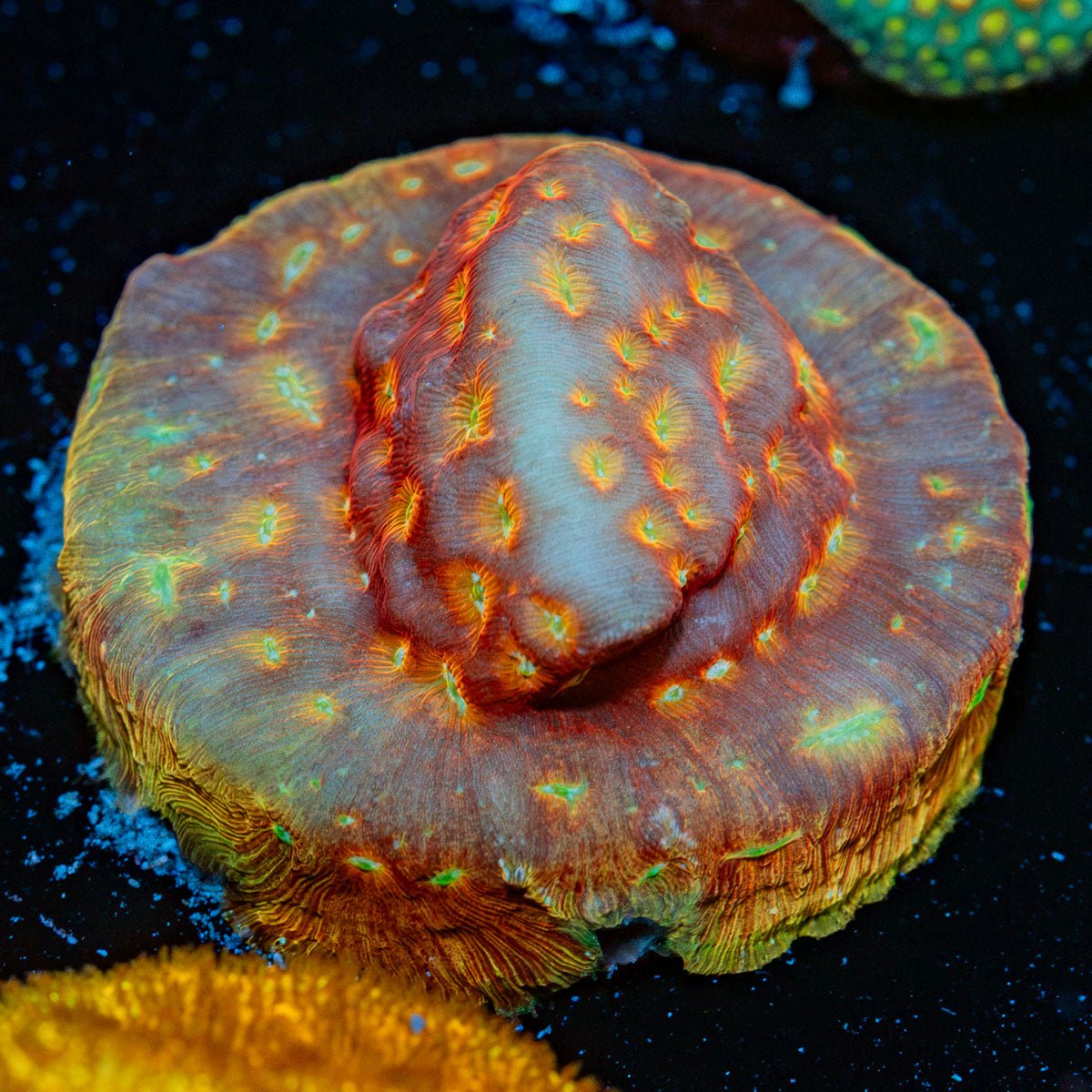 Klepto Lepto Coral