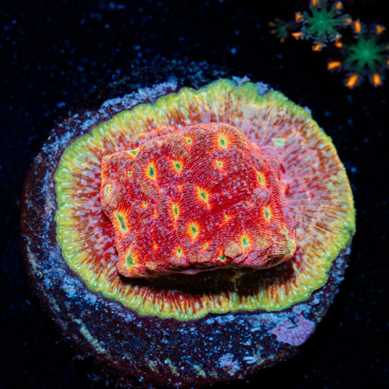 Klepto Lepto Coral with encrusting growth in reef aquarium