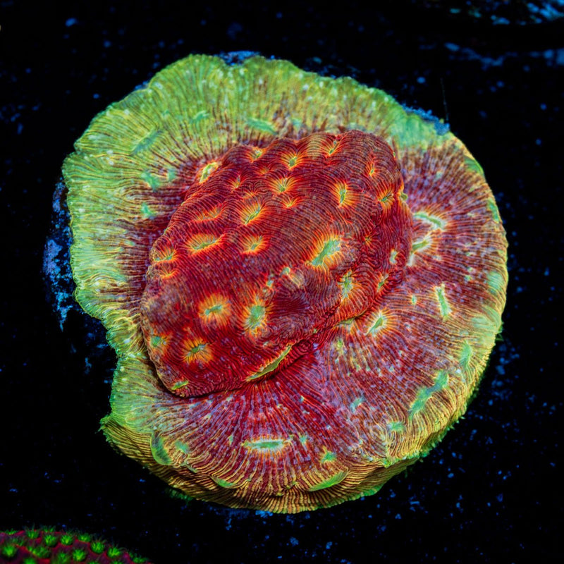 Klepto Lepto Coral with encrusting growth in reef aquarium