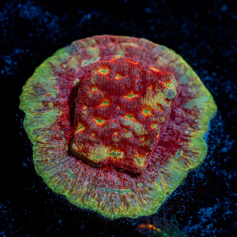 Klepto Lepto Coral with encrusting growth in reef aquarium